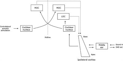 Future Perspectives on the Relevance of Auditory Markers in Prodromal Parkinson's Disease